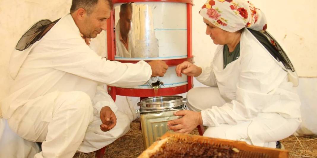 Kovanlar ağaç aralarına yerleşti, ilk hasat başladı! Şifa kaynağı olarak biliniyor:Hem yurt içinde hem de yurt dışında satılacak 1